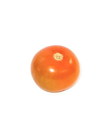 Organic SunSugar Tomato Plant 1 Qt pot